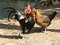 Chickens, Pheasant Farm - Maggie Beer's farm shop, Barossa Valley P1080603